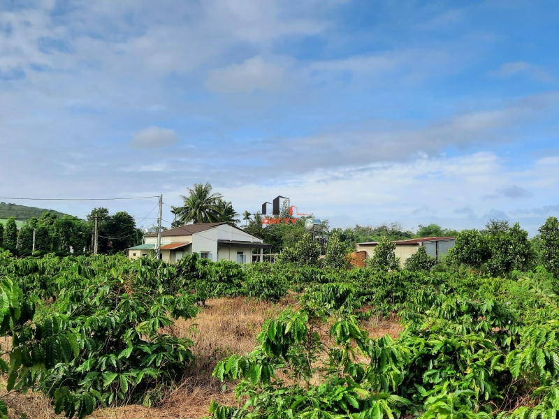 Đất sào view nhà vườn Ekao