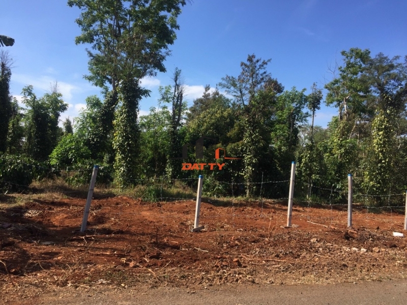 Bán 2 sào đất mặt tiền đường Nguyễn Xuân Nguyên nối dài