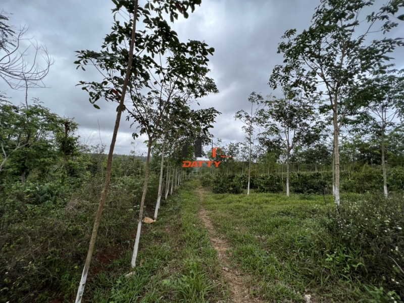 5 sào đất ở Phú Xuân, Ea Drong, Cư Mgar. 170 triệu/ 1 sào