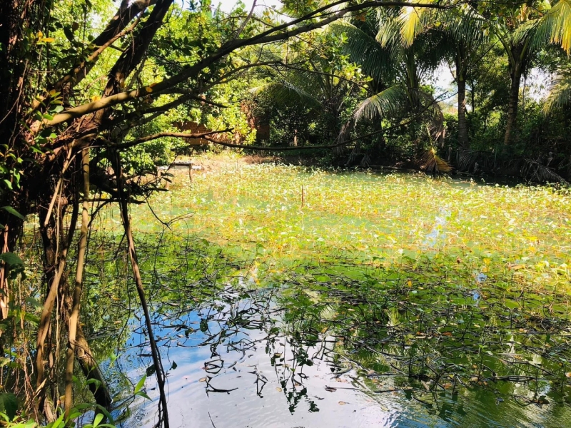 Nhà vườn Thôn 8- Xã Cưebua- TP Buôn Ma Thuột, View ôm Suối, cây trái xum xuê = 1,650 Tỷ 😀