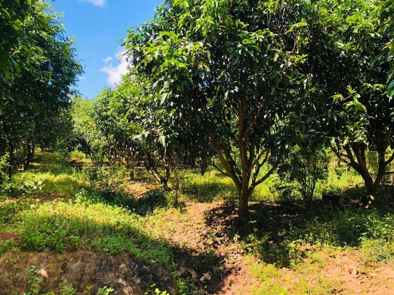 Nhà vườn Thôn 8- Xã Cưebua- TP Buôn Ma Thuột, View ôm Suối, cây trái xum xuê = 1,650 Tỷ 😀