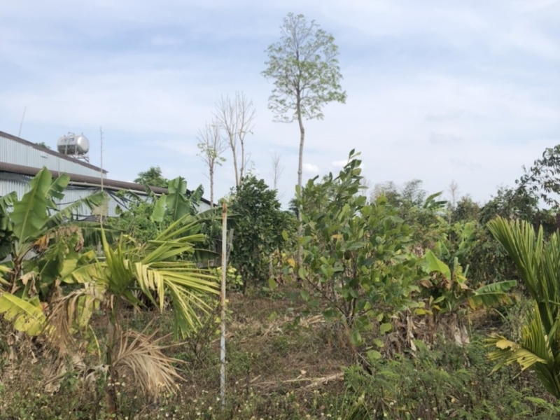 Hơn 800 m2 Eapok – Cưmgar, trên đất đã trồng các loại cây ăn trái chỉ 550 triệu 😀