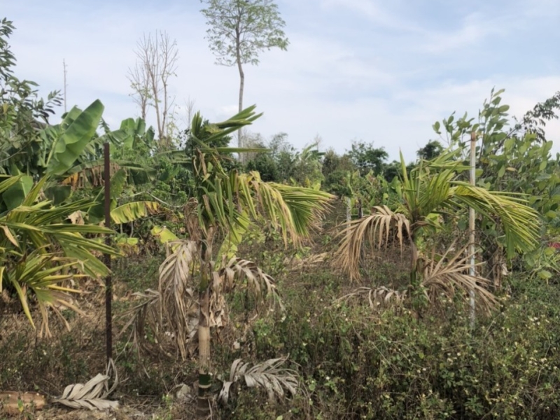 Hơn 800 m2 Eapok – Cưmgar, trên đất đã trồng các loại cây ăn trái chỉ 550 triệu 😀
