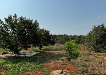 Bán nhanh 1,2 ha vườn sầu riêng tại xã Eatu, TP BMT