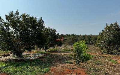 Bán nhanh 1,2 ha vườn sầu riêng tại xã Eatu, TP BMT